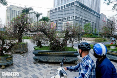 Gốc đào "khủng", giá cho thuê 200 triệu đồng dịp Tết ở Hà Nội