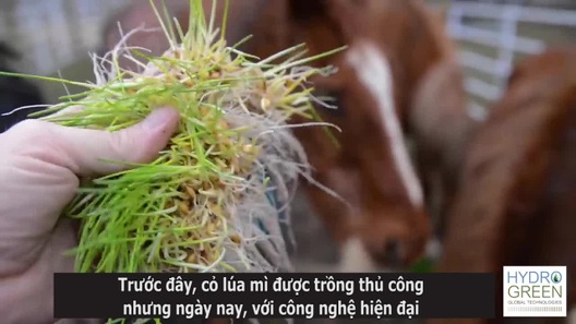 Độc đáo trang trại thủy canh sản xuất thức ăn gia súc "thần tốc"