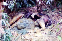 Phát hiện xác động vật nghi là bò tót đang phân hủy trong rừng