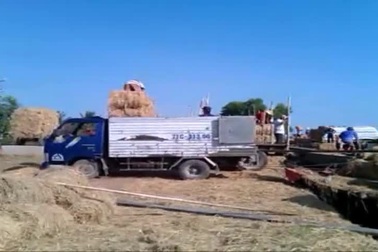 Hạn hán, xâm nhập mặn khiến rơm đắt đỏ