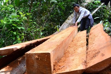 Chủ tịch xã bị đình chỉ công tác vì để mất rừng