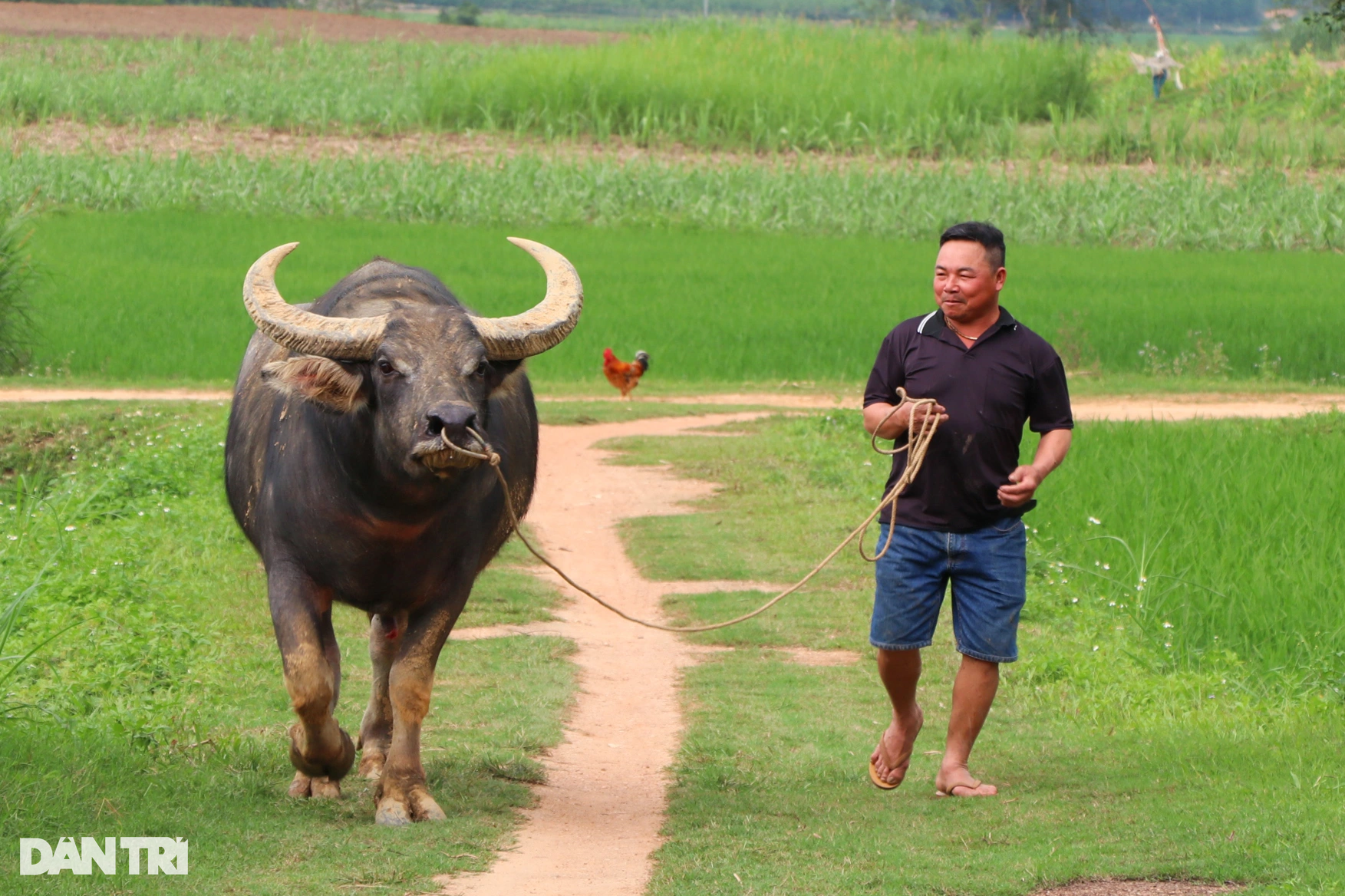 Lái buôn tiết lộ bí quyết luyện trâu chọi, bán qua tay lãi chục triệu đồng - 7