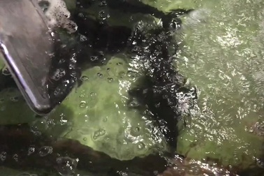 Đám cưới VIP gần 20 triệu đồng/mâm, đại gia ăn toàn tôm hùm, vi cá