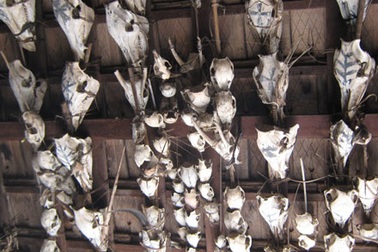 Kỳ 1: Ch’pơơr - độc dược kỳ bí của người Cơtu