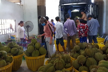 Xôn xao vụ thu thuế vựa sầu riêng: Tổng cục Thuế nói gì?