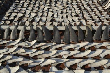 Hồng Kông: Phẫn nộ cảnh phơi vây cá mập la liệt trên nóc nhà 