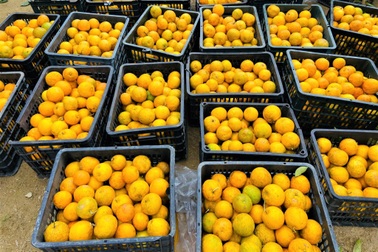 Người Cơtu ở vùng biên giới bội thu từ vườn cam trăm tuổi