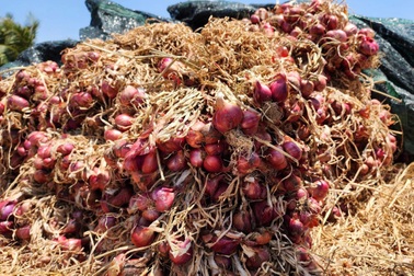 Doanh nghiệp nói "1.248 người bị mù do trồng hành tím", Cần Thơ phản bác