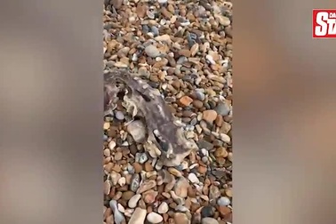 Xác sinh vật bí ẩn dạt vào bờ biển