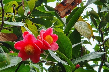 Về làng hoa Đồng Dụ ngắm cây hải đường cổ thụ hơn trăm tuổi