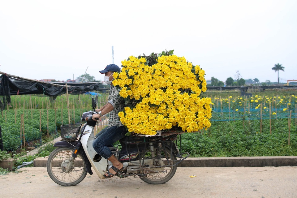Ế ẩm vì dịch, hoa chết khô giữa đồng, bị vứt bỏ như rác - 10 Ế ẩm vì dịch, hoa chết khô giữa đồng, bị vứt bỏ như rác - 10