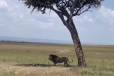 Báo hoa mai làm rơi con mồi tại vị trí sư tử đang nằm nghỉ ngơi