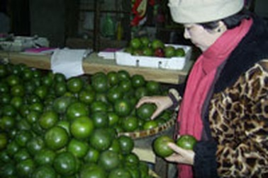 Quả cam của ông Thứ trưởng