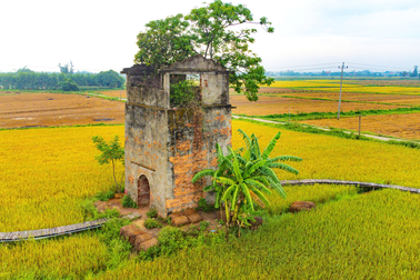 Lò gạch cũ gần Hội An hút khách check-in mùa lúa chín vàng