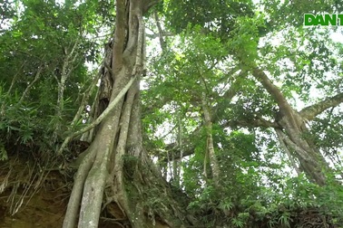 Chiêm ngưỡng “cụ đa" cổ thụ hơn 300 năm tuổi ở Cao Bằng