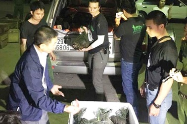 Hành trình truy bắt xe Land Cruiser chở hàng trăm con tê tê như phim hành động