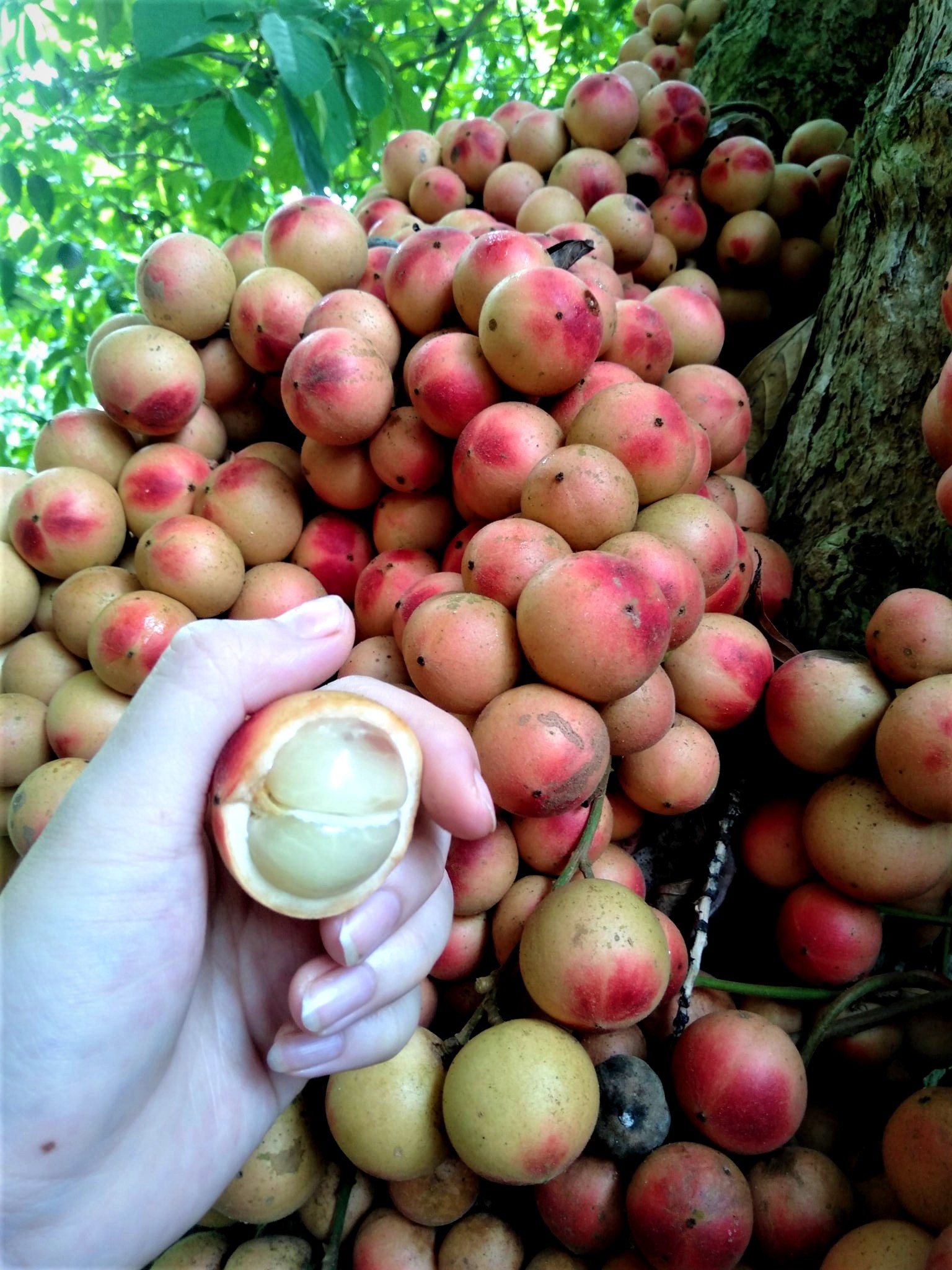 Du khách “lịm tim” với mùa dâu đất chín đỏ vùng trung du Quảng Nam - 7