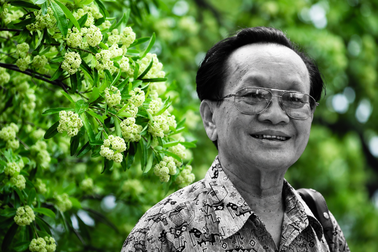 “Hoa sữa” của nhạc sĩ Hồng Đăng sốt trở lại, lượt tìm kiếm tăng vọt