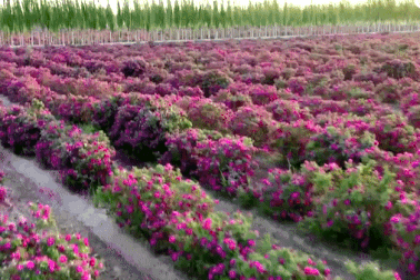 Mãn nhãn cánh đồng hoa hồng, dâu tây chín mọng…  giữa sa mạc cằn cỗi