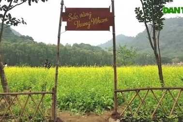 Vườn hoa cải vàng tuyệt đẹp ở Thung Nham khiến du khách nao lòng