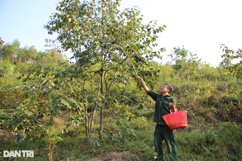 Planting trees for shade, unexpectedly earning hundreds of millions of dong - 1