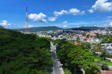 Đà Lạt đề xuất chặt hạ 108 cây thông ba lá để làm đường