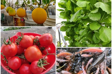 Ông chủ doanh nghiệp Đồng Nai chi 70 triệu trồng rau, nuôi cá trên sân thượng