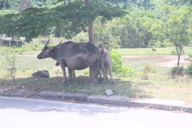 Huế “oằn mình” dưới nắng nóng 40 độ C
