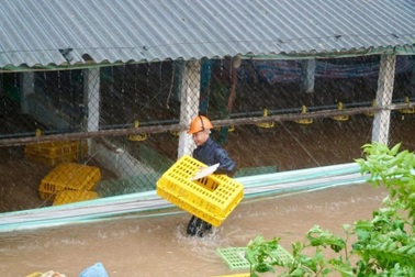 Công an, cán bộ xã giúp chủ trại “giải cứu” đàn gà 6.000 con bị ngập lụt