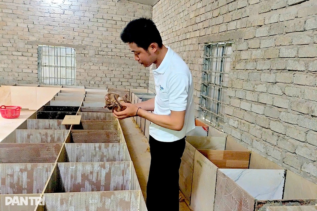 Chàng trai trẻ gác bút khởi nghiệp thành công với con dúi - 2 Chàng trai trẻ gác bút khởi nghiệp thành công với con dúi - 2
