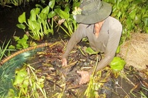 Kiếm bạc triệu mỗi ngày nhờ nghề xúc lươn đồng mùa lũ