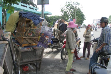 Cả làng rủ nhau buôn chim cảnh