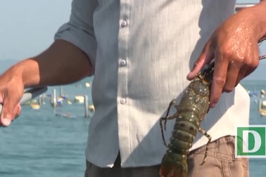 Phú Yên: Người dân lao đao vì tôm hùm chết hàng loạt