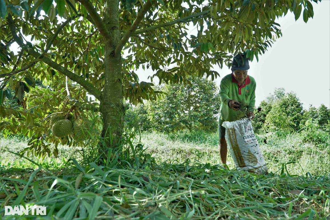 9X xinh như hotgirl trồng sầu riêng sạch cho khách tham quan thu tiền tỷ - 3 9X xinh như hotgirl trồng sầu riêng sạch cho khách tham quan thu tiền tỷ - 3