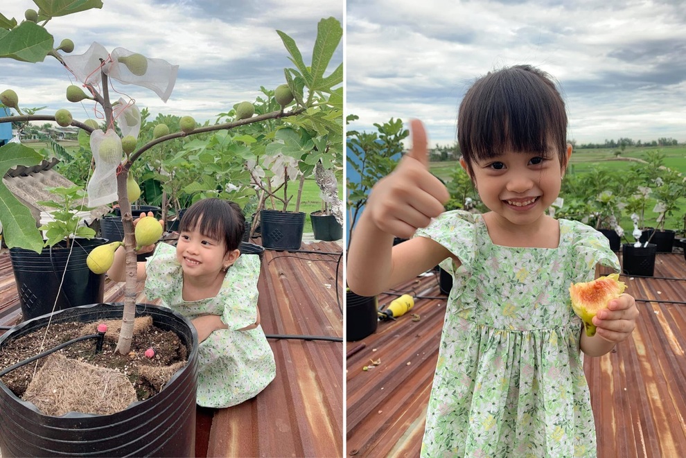 Nhiếp ảnh gia bê đất lên mái tôn, trồng vườn sung Mỹ 130 giống khác nhau - 13 Nhiếp ảnh gia bê đất lên mái tôn, trồng vườn sung Mỹ 130 giống khác nhau - 13