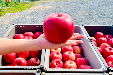 Khách Việt chịu chi, săn lùng táo Nhật đắt đỏ làm quà Tết