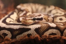 Trăn hoàng gia xổng chuồng, cả vùng được phen khiếp đảm