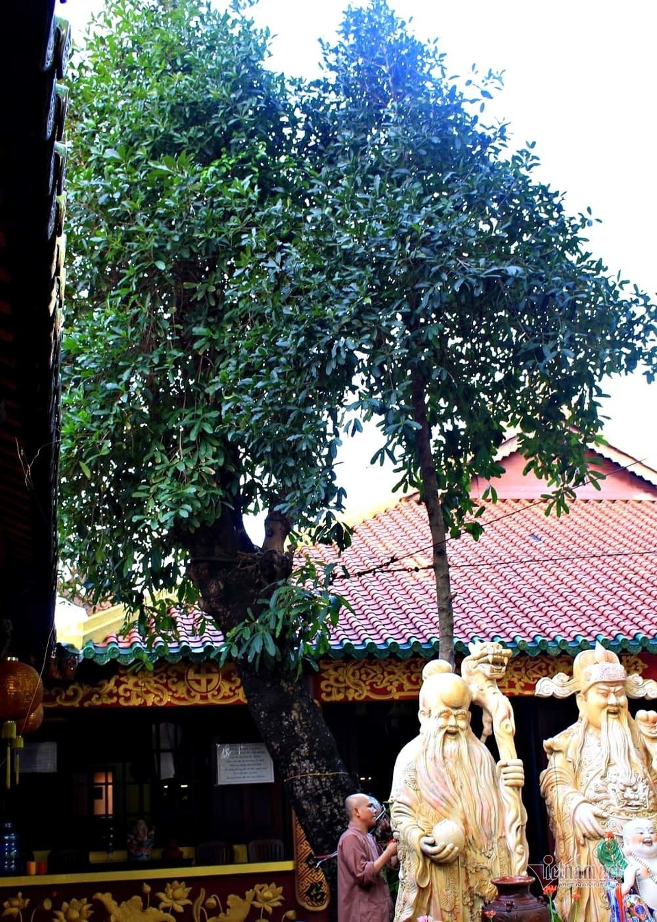 Cây bạch mai trăm tuổi từ linh khí sinh ra, quý hiếm bậc nhất Sài Gòn - 6 Cây bạch mai trăm tuổi từ linh khí sinh ra, quý hiếm bậc nhất Sài Gòn - 6