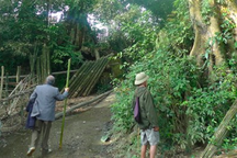 Thương lái Trung Quốc tung chiêu, nông dân lãnh đủ