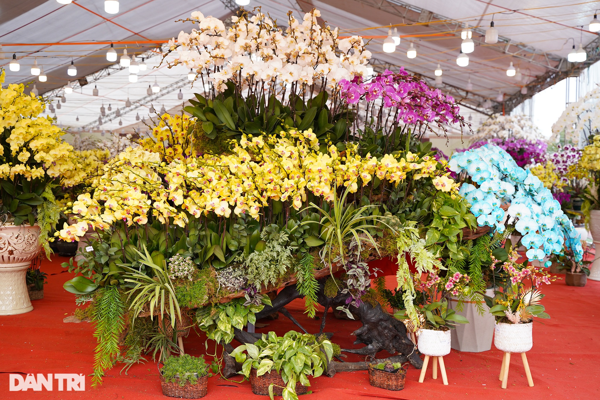 Lan hồ điệp khủng ở Đà Lạt giá hàng trăm triệu xuống phố Hà Nội - 8 Lan hồ điệp khủng ở Đà Lạt giá hàng trăm triệu xuống phố Hà Nội - 8