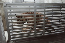 7 cá thể hổ Đông Dương được chuyển về Quảng Bình như thế nào?