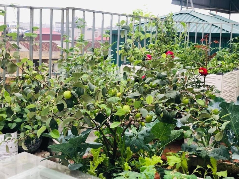 Vườn rau theo mô hình organic, dùng hệ thống tưới tự động của mẹ đảm Hà Nội - 2 Vườn rau theo mô hình organic, dùng hệ thống tưới tự động của mẹ đảm Hà Nội - 2