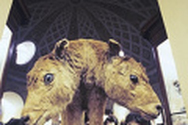 Bê hai đầu chào đời ở Estonia