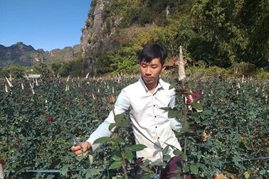 Bỏ Thủ đô lên núi trồng hoa hồng, trai trẻ 9x thu tiền đều tay