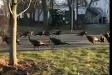 “Sởn gai ốc” cảnh tượng đàn gà tây “diễu hành” quanh xác mèo chết