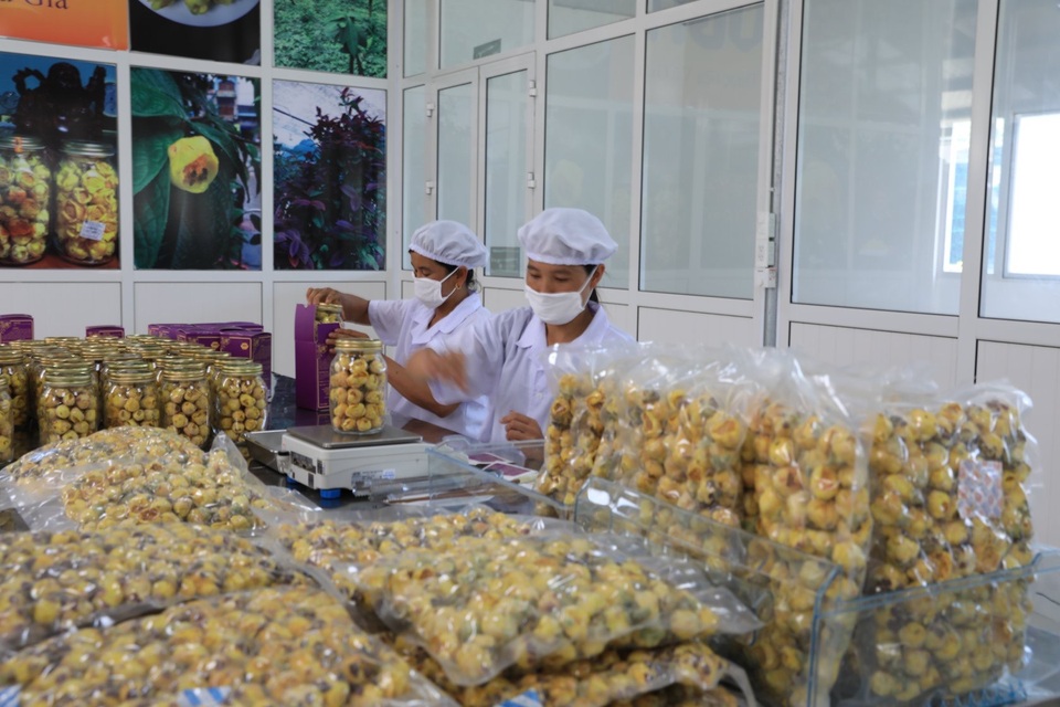 Bí ẩn loài trà hoa vàng chữa bách bệnh quý hiếm ở Ninh Bình - 4 Bí ẩn loài trà hoa vàng chữa bách bệnh quý hiếm ở Ninh Bình - 4