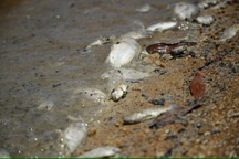 Cá chết hàng loạt tại hồ thủy lợi lớn nhất Quảng Bình