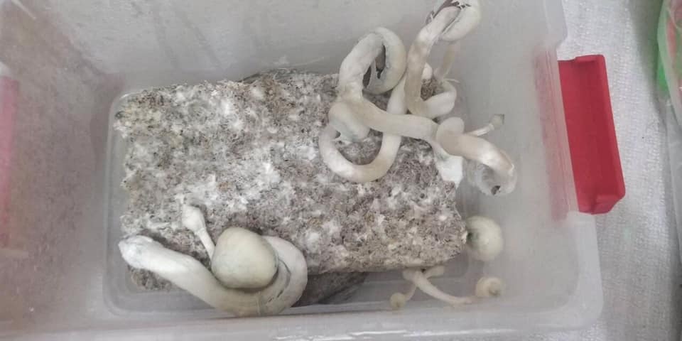 Hà Nội: Nam thanh niên trồng nấm ma túy rồi rao bán - 2 Hà Nội: Nam thanh niên trồng nấm ma túy rồi rao bán - 2