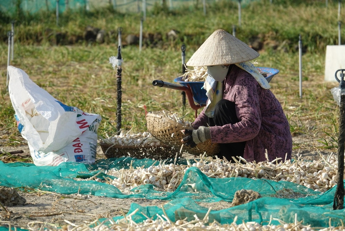 Người dân đảo Lý Sơn lao đao với vàng trắng - 2 Người dân đảo Lý Sơn lao đao với vàng trắng - 2