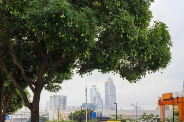 Trồng cây ăn quả trên đường phố, tại sao không